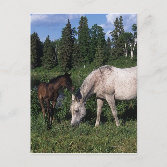Arab Mare & Foal 2 Postcard (Front)