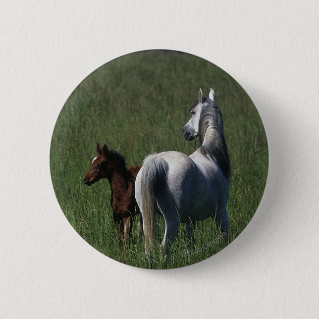 Arab Mare & Foal 6 Cm Round Badge (Front)