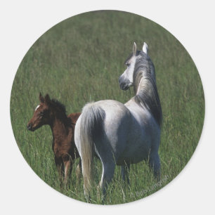 Arab Mare & Foal Classic Round Sticker