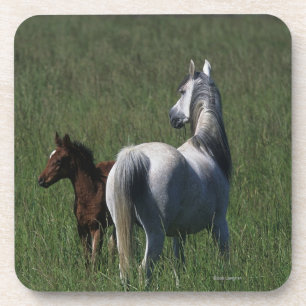 Arab Mare & Foal Coaster