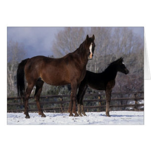 Arab Mare & Foal in Snow
