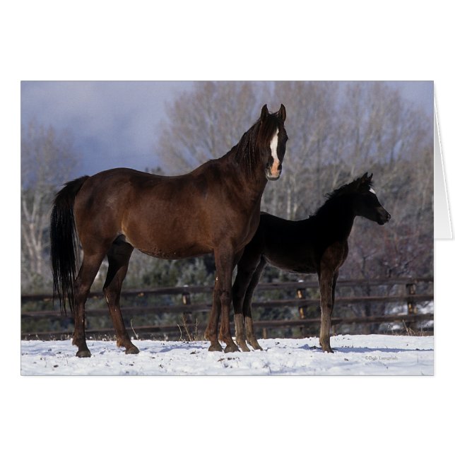Arab Mare & Foal in Snow (Front Horizontal)