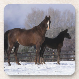 Arab Mare & Foal in Snow Coaster