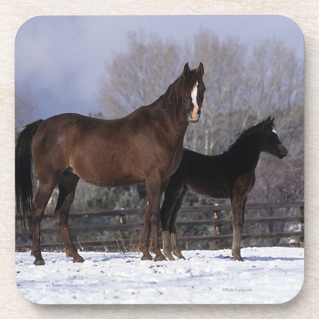 Arab Mare & Foal in Snow Coaster (Front)