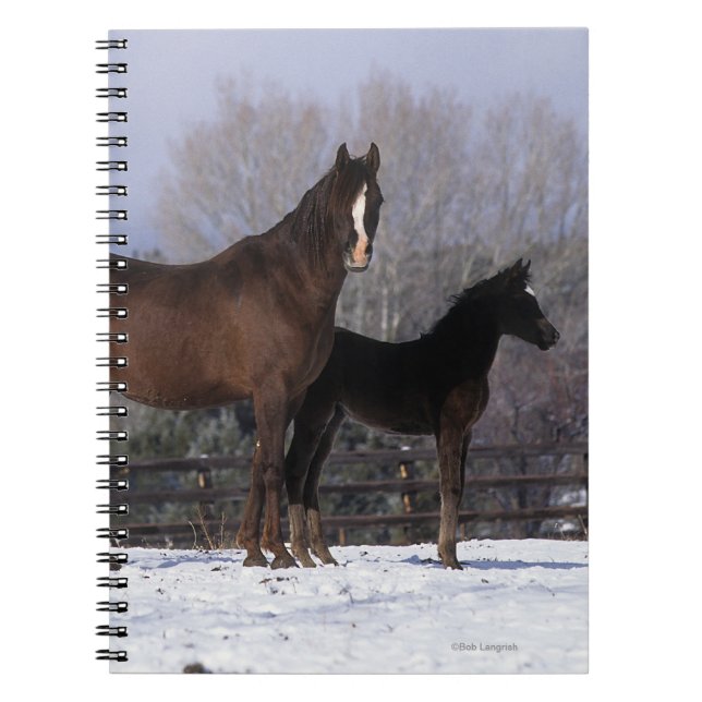 Arab Mare & Foal in Snow Notebook (Front)