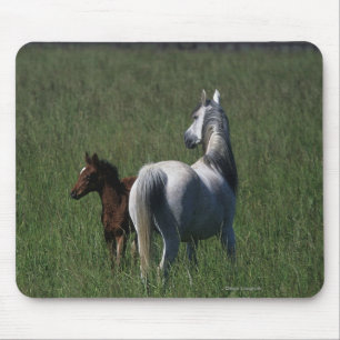 Arab Mare & Foal Mouse Mat