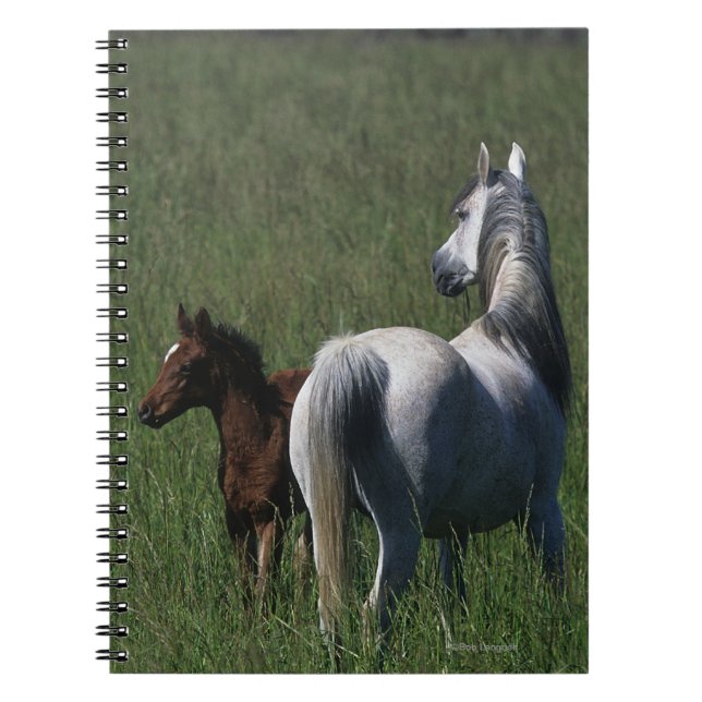 Arab Mare & Foal Notebook (Front)