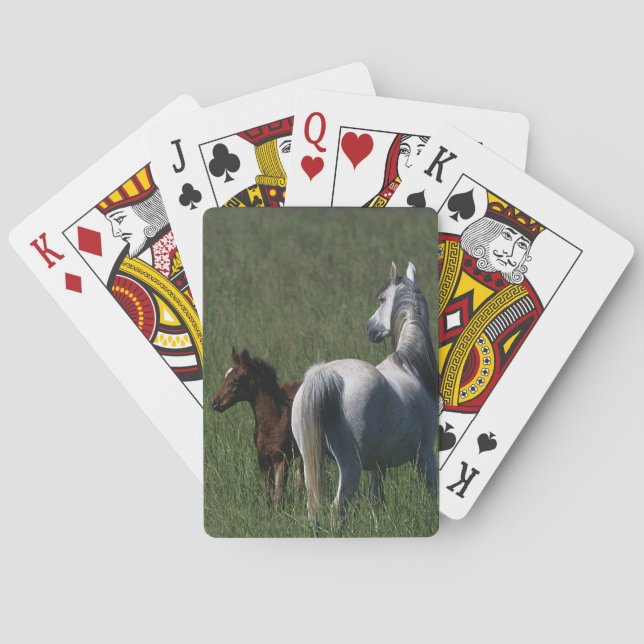 Arab Mare & Foal Playing Cards (Back)