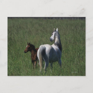 Arab Mare & Foal Postcard