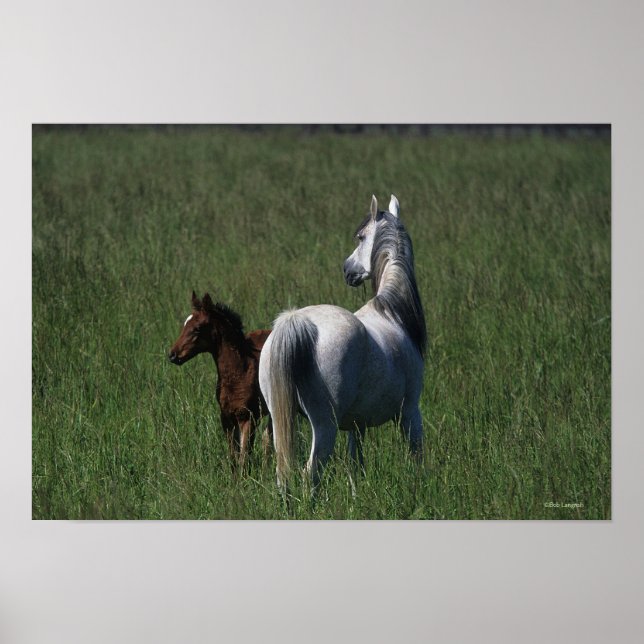 Arab Mare & Foal Poster (Front)