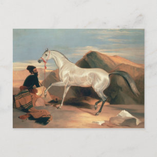 Arab Stallion Postcard