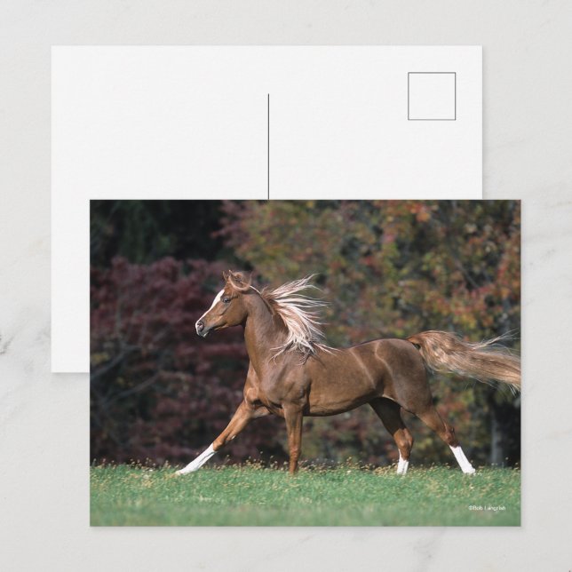 Arab Stallion Running Flowing Mane And Tail Postcard (Front/Back)