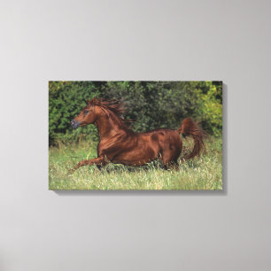 Arab Stallion Running in the Grass Canvas Print