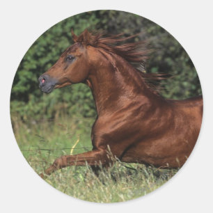 Arab Stallion Running in the Grass Classic Round Sticker