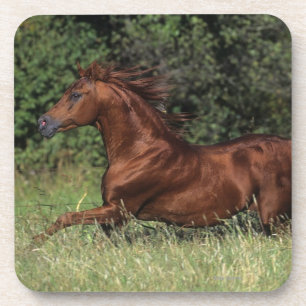 Arab Stallion Running in the Grass Coaster