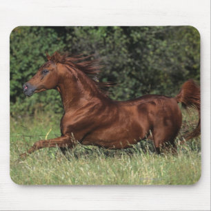 Arab Stallion Running in the Grass Mouse Mat