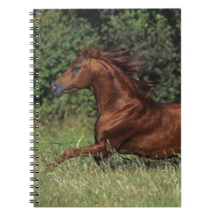 Arab Stallion Running in the Grass Notebook