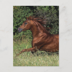 Arab Stallion Running in the Grass Postcard