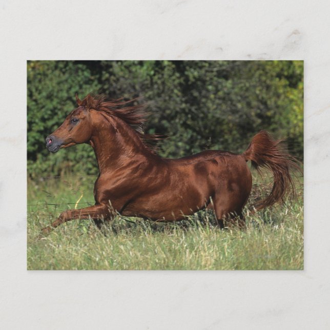 Arab Stallion Running in the Grass Postcard (Front)
