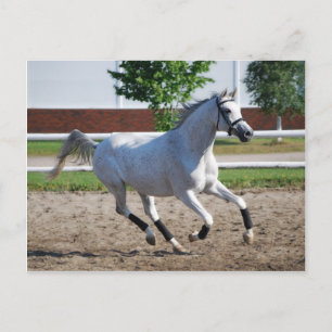 Arabian 1 postcard