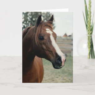 Arabian at Pasture Card