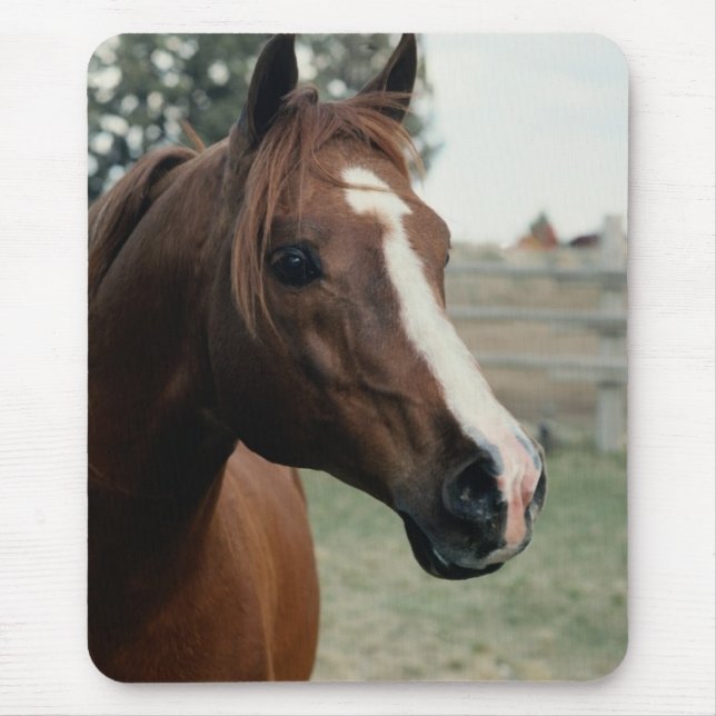 Arabian at Pasture Mouse Mat (Front)