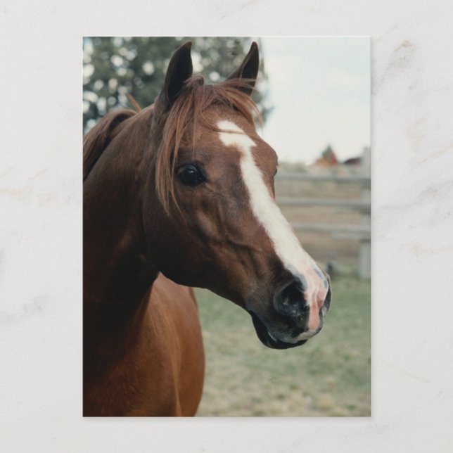 Arabian at Pasture Postcard (Front)