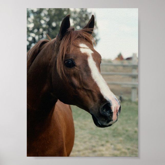 Arabian at Pasture Poster (Front)