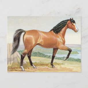 Arabian Bay Horse – Vintage Watercolor Fine Art Postcard