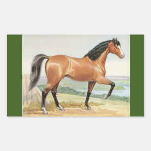Arabian Bay Horse Vintage Watercolor Fine Art Rectangular Sticker