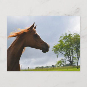 'Arabian Breeze' Postcard