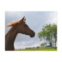 'Arabian Breeze' Postcard