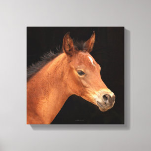 Arabian Filly Canvas Print
