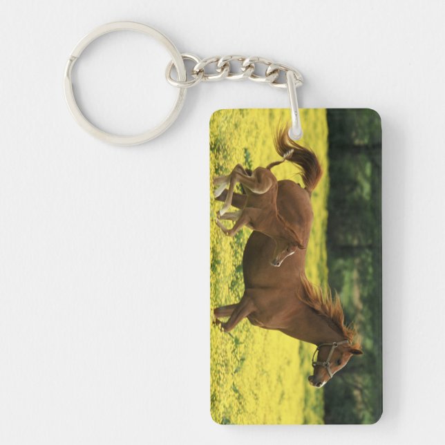 Arabian foal and mare running through key ring (Front)