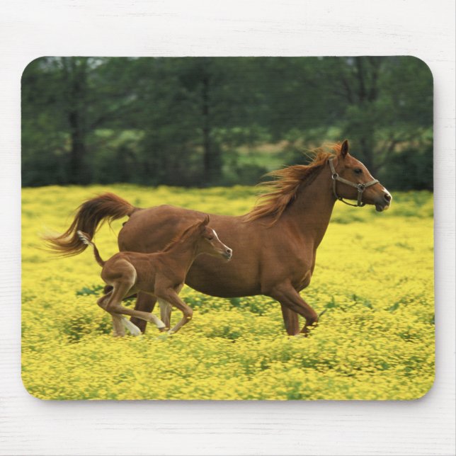 Arabian foal and mare running through mouse mat (Front)