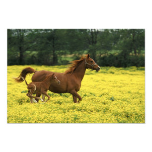 Arabian foal and mare running through photo print