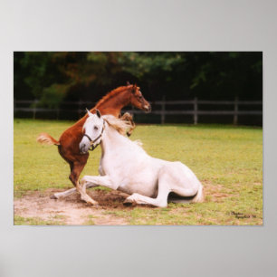 Arabian foal & mare Poster