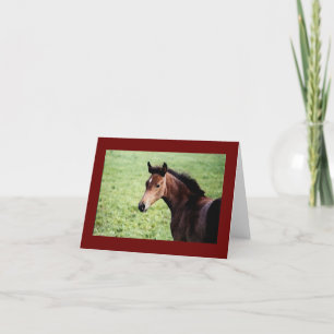 Arabian foal note card