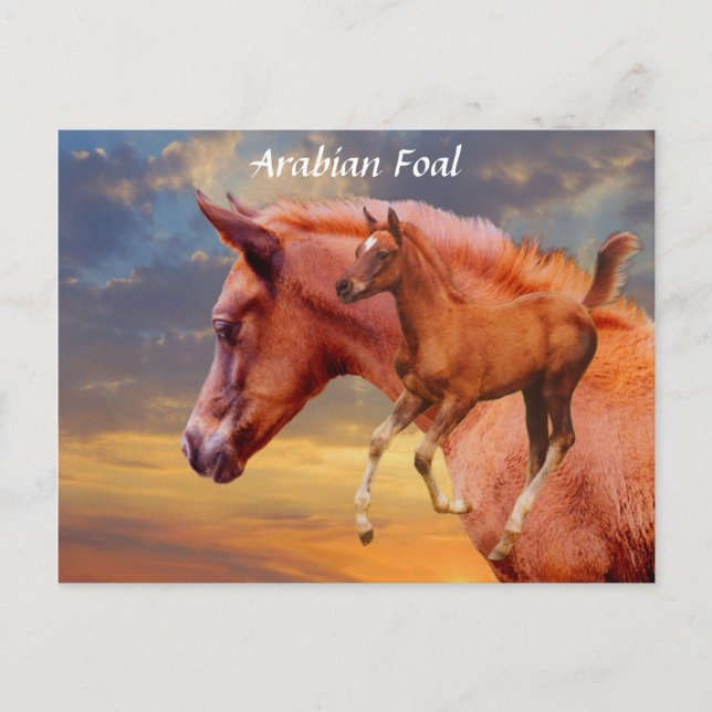 Arabian Foal Sunset Postcard (Front)