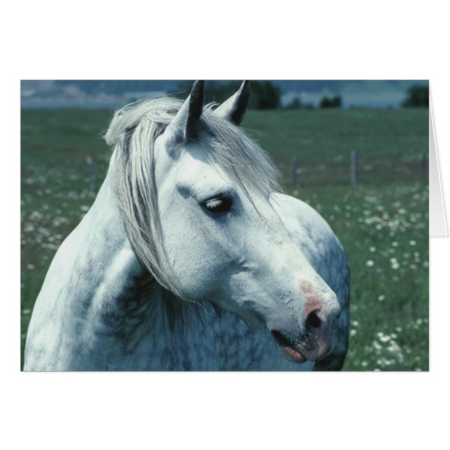 Arabian Horse (Front Horizontal)