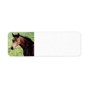 Arabian Horse Foal