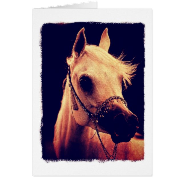 Arabian Horse in a Show Halter (Front)