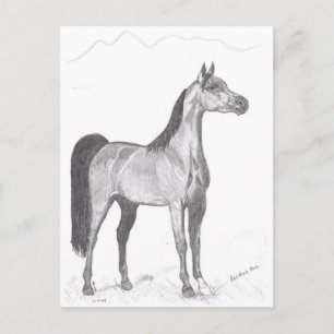 Arabian Horse in Pencil Postcard