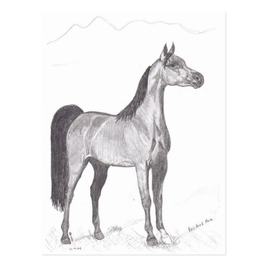 Arabian Horse in Pencil Postcard