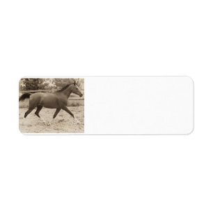 Arabian Horse Label