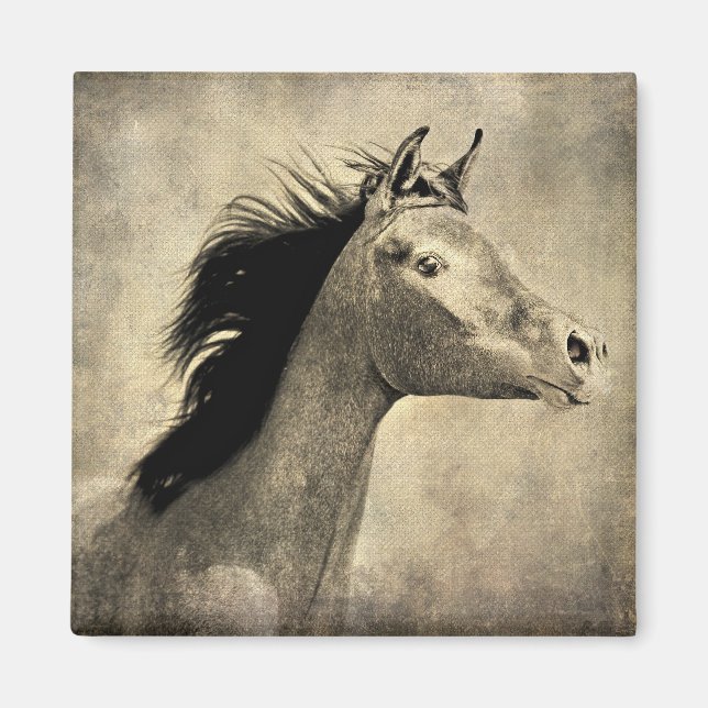 Arabian Horse Magnet (Front)