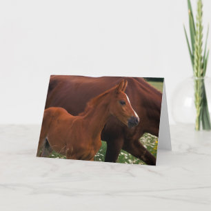 Arabian Horse Near Mother Card