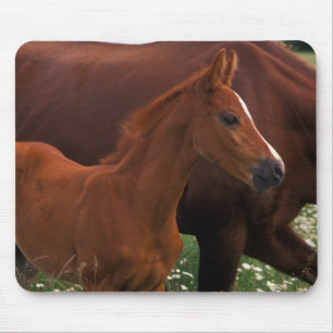 Arabian Horse Near Mother Mouse Mat