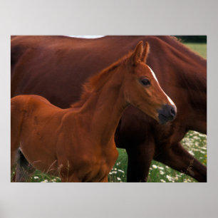 Arabian Horse Near Mother Poster