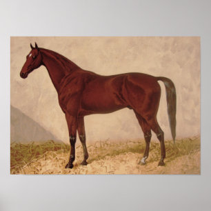 Arabian Horse painting Poster